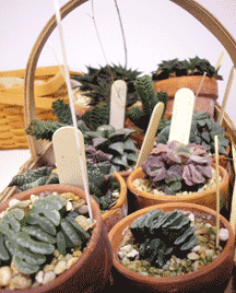 basket of succulents 