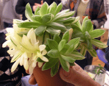 variegated haworthia