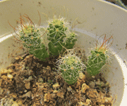 Mammilaria seedlings one year old