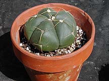 Gymnocalacium