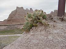 Opuntia badlands