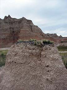 Opuntia badlands