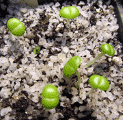 Faucaria seedlings two weeks old