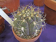 Gymnocalycium