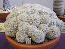 Mammilaria