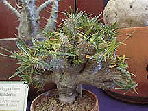 Pachypodium