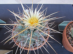 Thelocactus lophothele