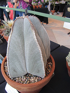 Astrophytum